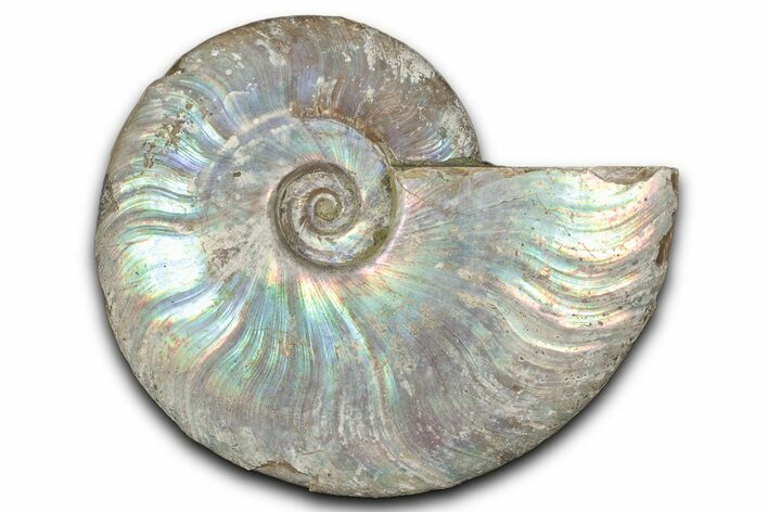 Silver Iridescent Ammonite (Cleoniceras) Fossil - Madagascar #346716